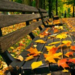 Bench with Fall Leaves